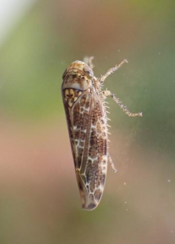 Réf. 325 574 : Allygus mixtus